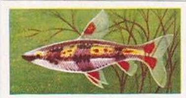 Mitchum Foods Vintage Trade Card Aquarium Fish 1957 2nd Series No 35 Nannosto...