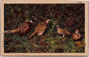 Postcard bird animal CT Wild Life Scene group of pheasants