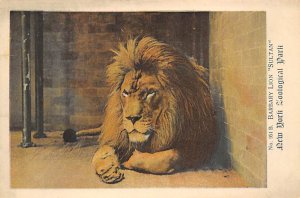 Barbary Lion, Sultan Unused 