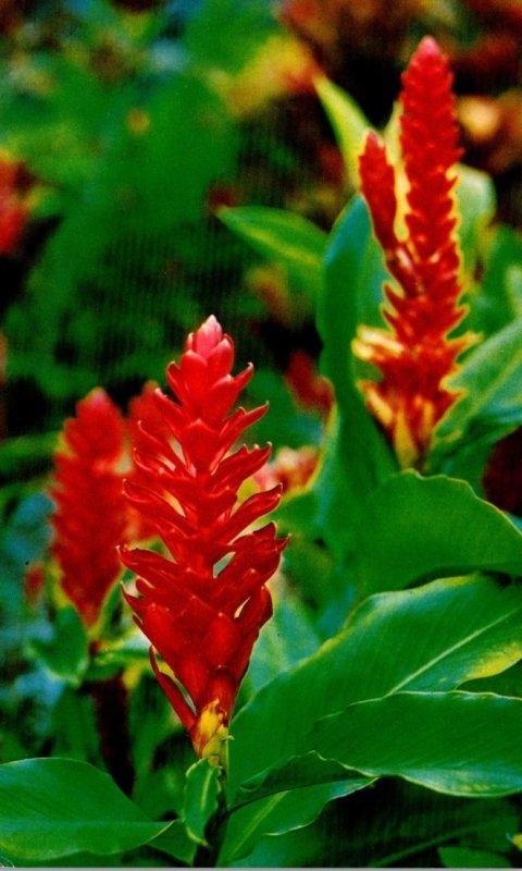 Hawaii Flowers Red Ginger