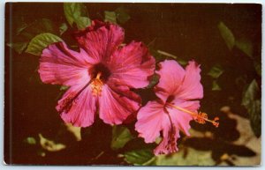 Postcard - Florida Hibiscus - Florida