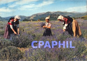 Postcard Modern FOLKLORE PROVENCE
Picking Lavender