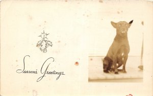 G53/ Interesting RPPC Postcard c1930 Cute Dog Christmas Greetings 10