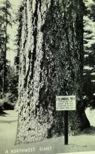 Vintage 700 Year Old Columbus Tree, Douglas Fir, Northwest Giant Postcard P72