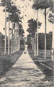 Avenue to Codrington College Barbados West Indies Unused 