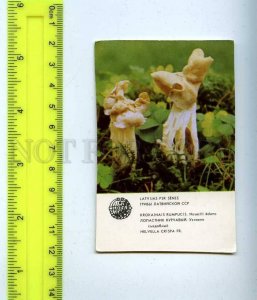 259205 USSR LATVIA mushroom Helvella crispa Pocket CALENDAR 1986 year
