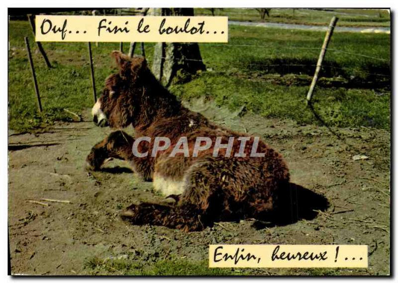 Modern Postcard Donkey Mule