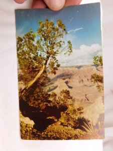 Yavapai Point Grand Canyon Park, Arizona, Fred Harvey Vintage Postcard P28