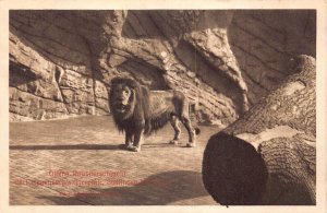 Germany Offene Raubtierschlucht Tierpark Zoo Garden Lion vintage postcard