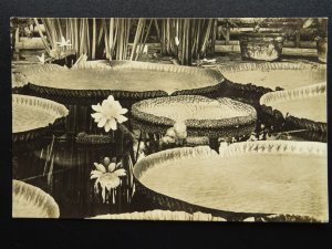 London KEW Royal Botanic Gardens VICTORIA REGIA LARGE WATER LILY Old RP Postcard