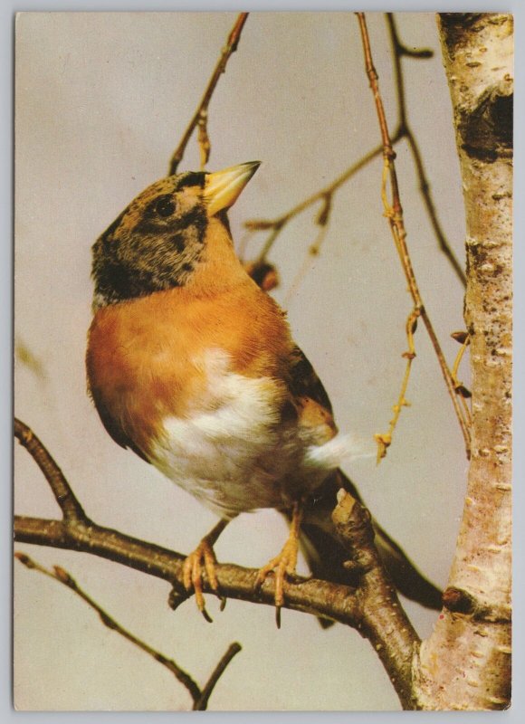 Animal~Robin On Branch In Early Spring~Continental Postcard 