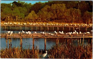 Postcard ANIMAL SCENE Avery Island Louisiana LA AL5358