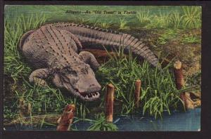 Alligator An Old Timer in FL Post Card 5056