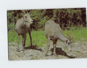 Postcard Rocky Mountain Sheep at Many Glacier Glacier National Park Montana USA