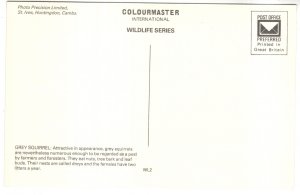 Grey Squirrel, St Ives, Huntington, Camb