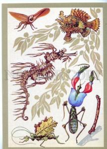 153179 Cicada sargassumfish Mantis Seadragon Old Russian PC