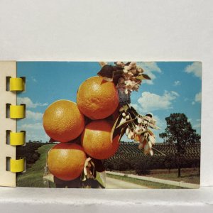 Greetings from Florida the Sunshine State Postcard Booklet - 10 Photos