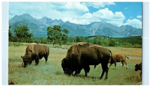 1965 Buffalo or Bison Roam The Range Lawrence Kansas KS Cancel Postcard