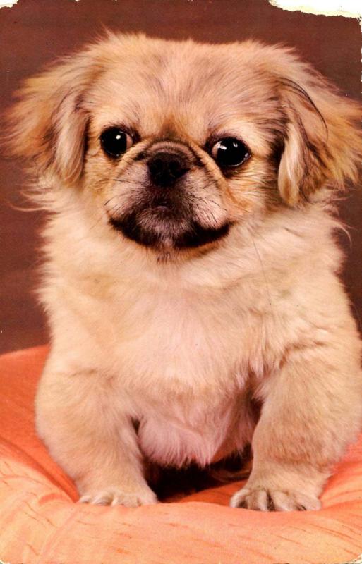 Pekingese