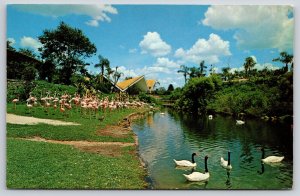 Animals~Tampa Florida~Black-Necked Swans & Flamingos @ Busch Gardens~Vintage PC
