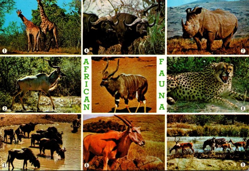 South Africa African Wildlife Griaffes Rhinocerus Eland Cheetah and More