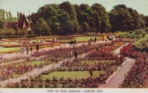 Chester Zoo The Rose Gardens Visitors Cheshire 1970s Flower Animal Postcard