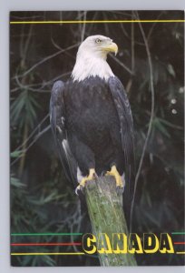Bald Eagle, Chrome Postcard