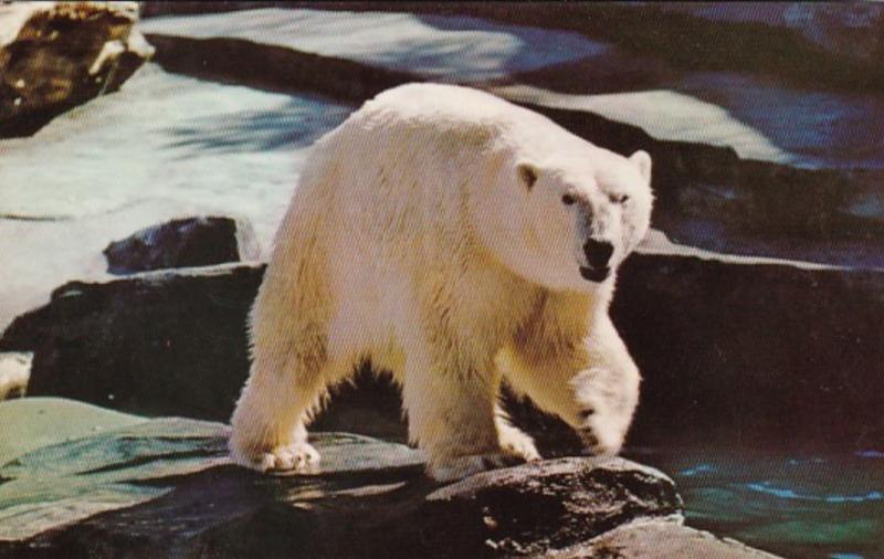 Alaska An Alaskan Polar Bear
