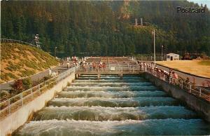 OR, Bonneville Dam, Oregon, Fish Ladders, Columbus River, Western Color S13906-2