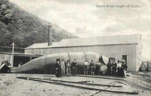 south africa, DURBAN, Sperm Whale Caught, WHALING (1910s)