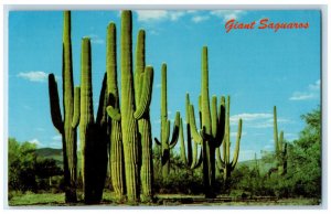 c1950's Giant Saguaros, Symbolic of Desert, State Flower of Arizona AZ Postcard