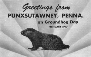 Punxsutawney PA Groundhog Day February 2 Postcard