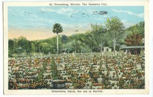Strawberry Patch, Set out in Barrels, St. Petersburg, Florida 1925 used Postcard