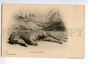 231887 ALGER Panthere Atlas jaguar Vintage Getser postcard#155