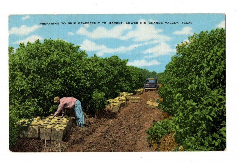 Farming Grapefruit to Market Rio Grande Valley TX Postcard Picker Truck #83065