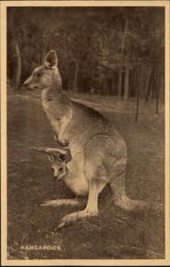 Kangaroo w Baby Kangaroo Joey in Pouch Postcard