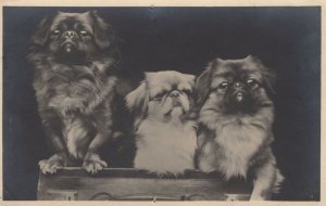Three Pekinese Dogs From China Antique Postcard