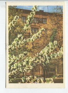 453310 USSR 1967 year Belarus Minsk gardens are blooming postcard