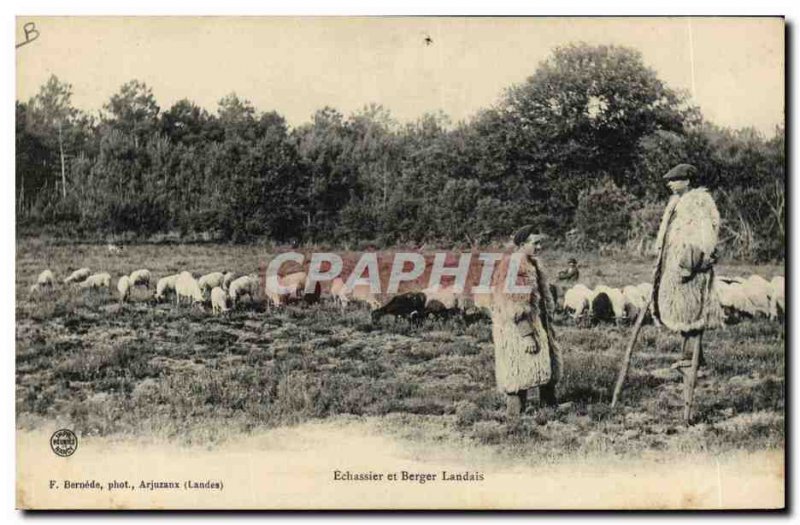 Old Postcard Folklore Echassier and Shepherd Landais Sheep