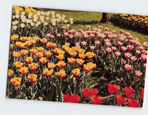 Postcard Bed of Tulips, Amsterdam, Netherlands