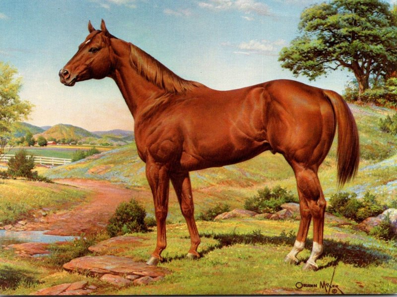 American Quarter Horse Painting By Orren Mixer