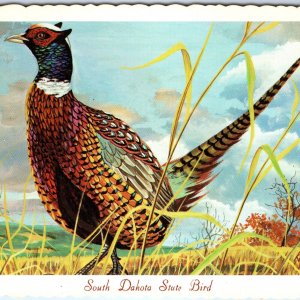 1966 SD South Dakota State Bird Chinese Ringneck Pheasant Ken Haag Painting A335