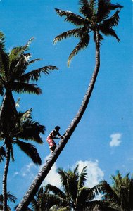 Coconut Tree Climbing Hawaii, USA 