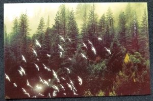 [AG] P442 Forest View Bird Tree Fauna Scenery (postcard) *glow in dark *New