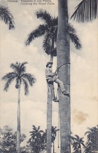 Climbing The Royal Palm Havana Cuba