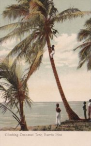 Puerto Rico Native Boy Climbing Cocoanut Tree