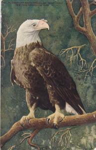 Bald Eagle At New York Zoological Park