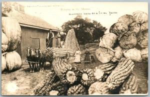 EXAGGERATED CORN & CABBAGE COLORADO FARM 1910 ANTIQUE REAL PHOTO POSTCARD RPPC