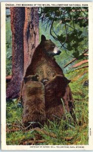 Postcard - The Madonna of the Wilds, Yellowstone National Park, Wyoming, USA