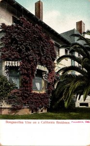 California Pasadena Bouganvillea Vine On A Residence